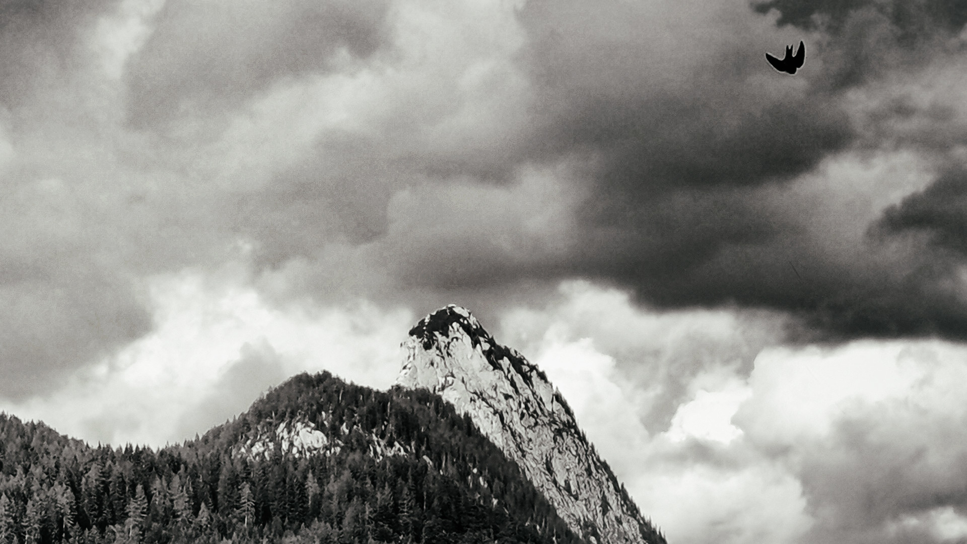 trauer um rigo und rätsel