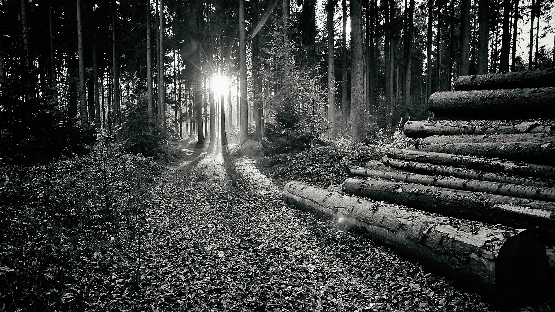 mit der käsewurstsemmel wurde alles anders