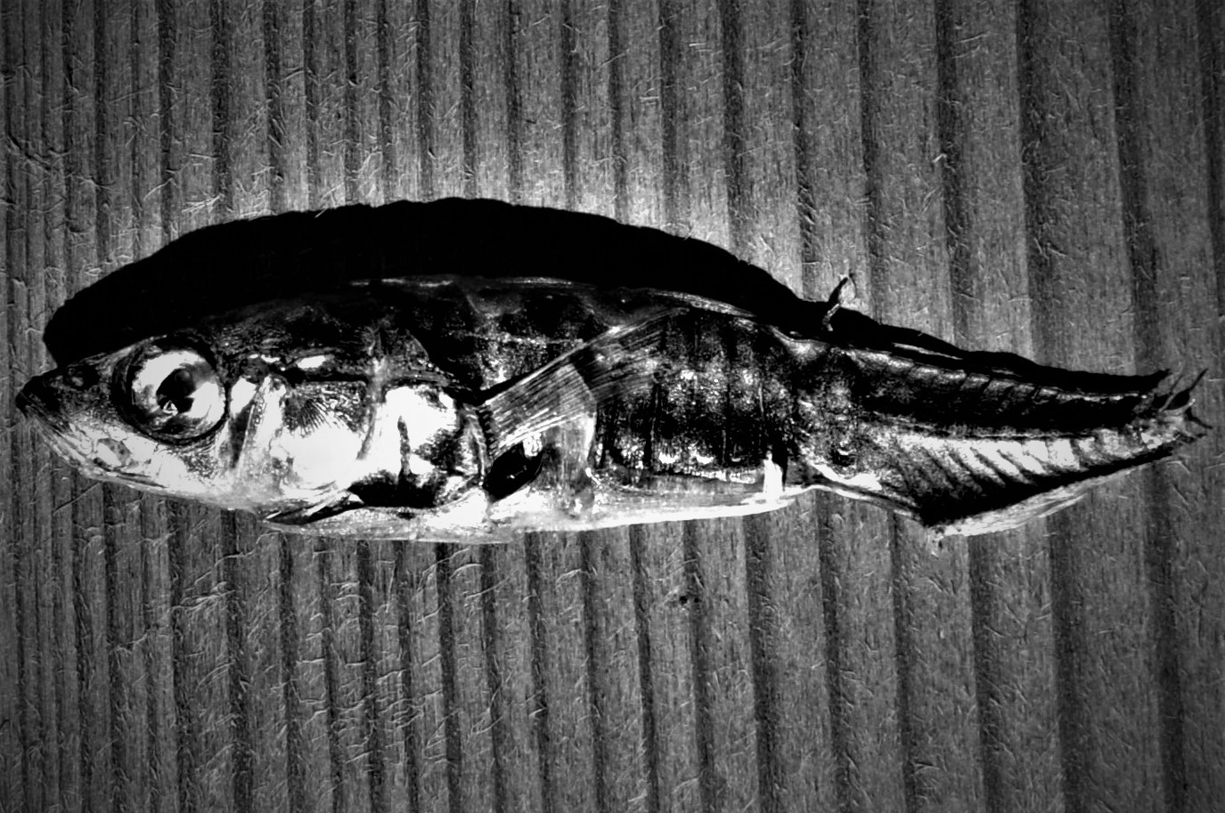 noch ein schönes leben